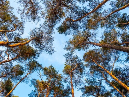 Wald 0208001